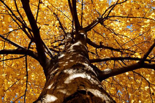 داستان پاییز، داستان معرفت است.. داستان درخت تنومندی که،. پا به پای برگ هایش، خشک میشود…